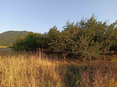 Домаћа ракија од шљиве