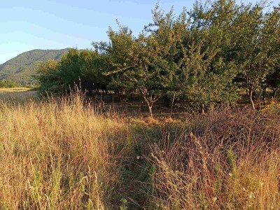 Домаћа ракија од шљиве