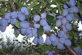 Domaća rakija šljiva 061 28 44 279