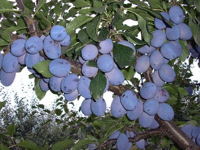 Domaća rakija šljiva 061 28 44 279