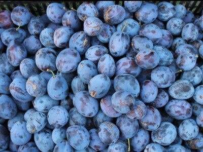 Domaća rakija šljiva 061 28 44 279