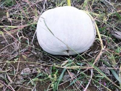 Domaca tikva(bundeva)