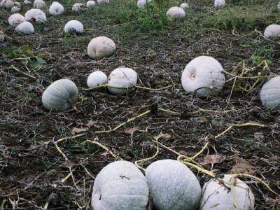 Domaca tikva(bundeva)