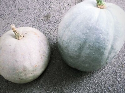 Domaca tikva(bundeva)