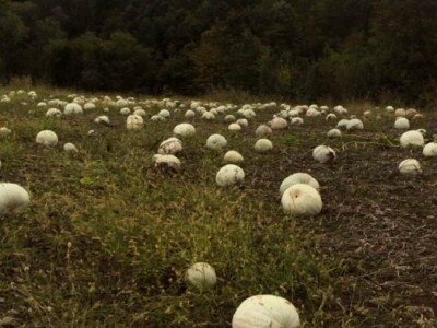 Domaca tikva(bundeva)