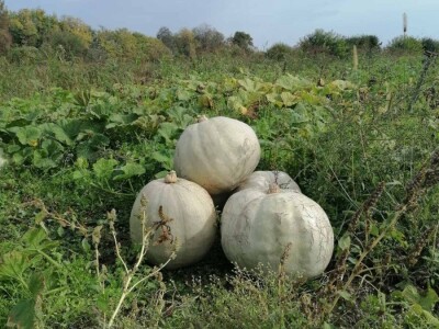 Domaće Bele Bundeve