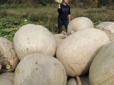 Domaće Bele Bundeve