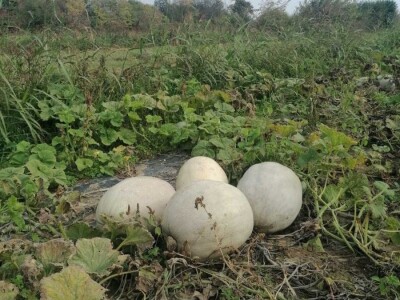 Domaće Bele Bundeve