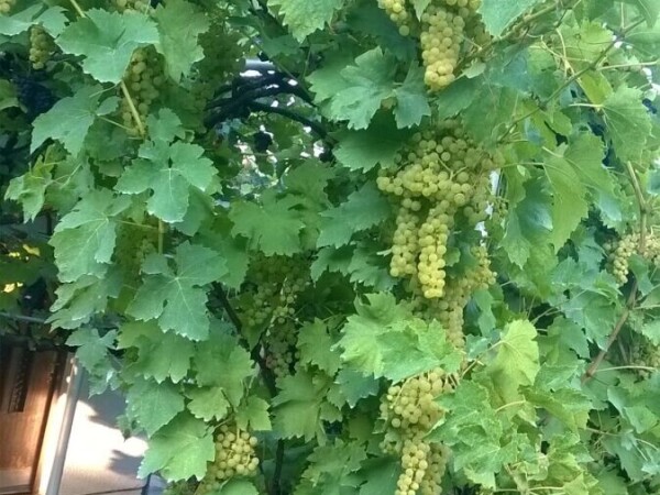 Domaće bijelo i crno vino moslavačko vinogorje