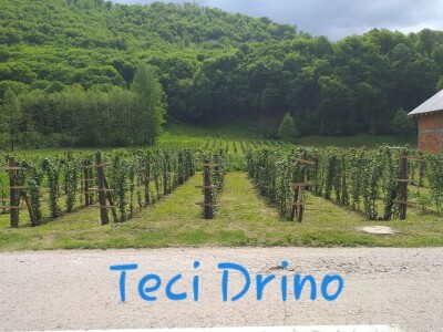 Domace kupinovo vino - Teci Drino...