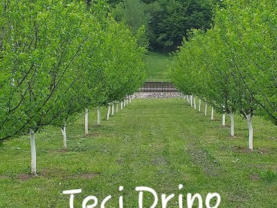 Domace kupinovo vino - Teci Drino...