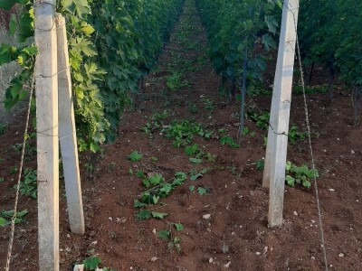 Domaće vino i rakija(LOZA)