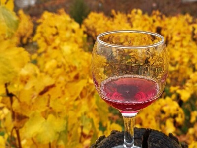 Domace vino (suvo ,poluslatko)