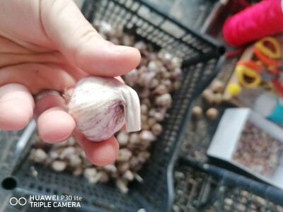 Domaći sitniji češnjak