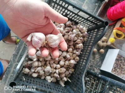 Domaći sitniji češnjak