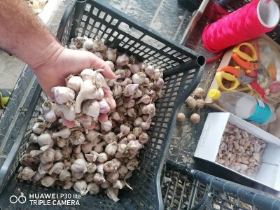 Domaći sitniji češnjak