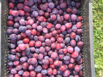 Domaći Šljivov destilat-meka rakija