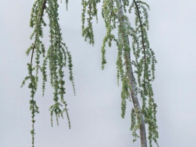 Igličaste Sadnice Čileanski Bor Araucaria Cedar Libanonski Himalajski Pendula  Bor Nordijska Jela Srebrna Zelena Tisa Taxus Pinus Pinija Crni Bijeli Bor