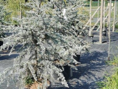 Igličaste Sadnice Čileanski Bor Araucaria Cedar Libanonski Himalajski Pendula  Bor Nordijska Jela Srebrna Zelena Tisa Taxus Pinus Pinija Crni Bijeli Bor