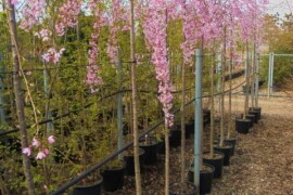 Ukrasna Kuglasta Stabla Crveni Javor Crvena Šljiva Kuglasti Katalpa Jasen Bagrem Lipa Drijen Brijest Pendula Topola