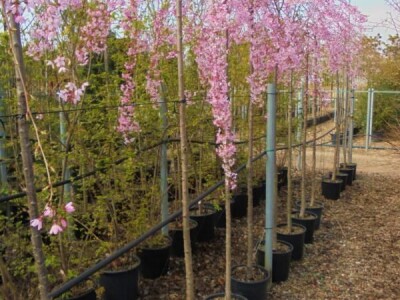 Ukrasna Kuglasta Stabla