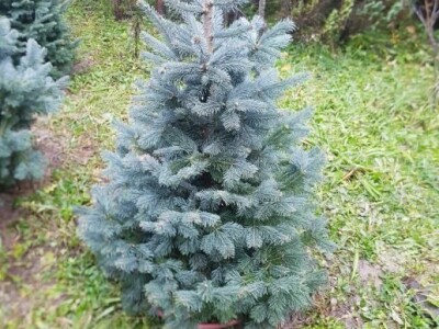 Igličaste Sadnice Čileanski Bor Araucaria Cedar Libanonski Himalajski Pendula  Bor Nordijska Jela Srebrna Zelena Tisa Taxus Pinus Pinija Crni Bijeli Bor
