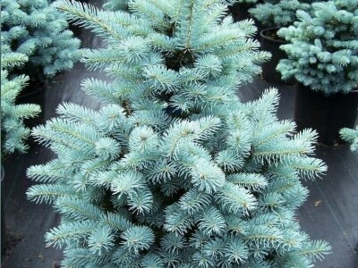 Igličaste Sadnice Čileanski Bor Araucaria Cedar Libanonski Himalajski Pendula  Bor Nordijska Jela Srebrna Zelena Tisa Taxus Pinus Pinija Crni Bijeli Bor