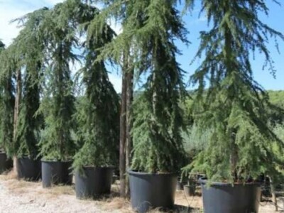 Igličaste Sadnice Čileanski Bor Araucaria Cedar Libanonski Himalajski Pendula  Bor Nordijska Jela Srebrna Zelena Tisa Taxus Pinus Pinija Crni Bijeli Bor