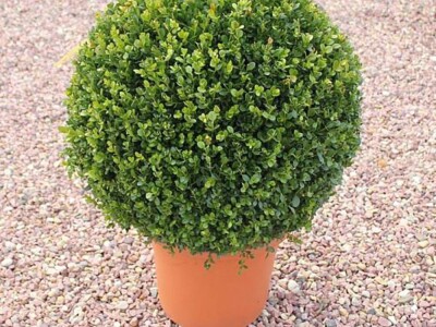 Topiary Bonsai Niwaki Vrtno Ukrasno Drvce Vrtna Arhitektura Pompon Spirala Topiari Japanska Skulptura Životinje