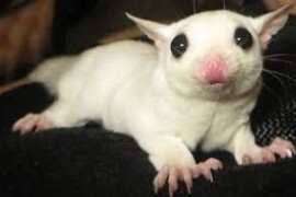 Dostupni su muški i ženski šećeri.