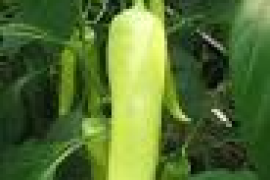 Paprika Fortesse F1 100sem / 500sem