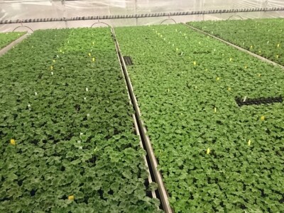 Presadnice pelargonija