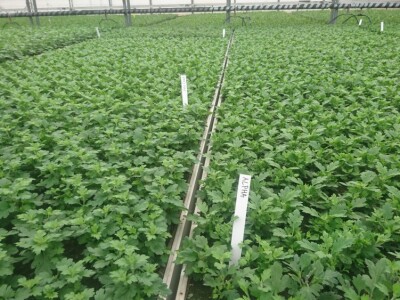 Presadnice krizantema