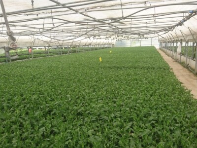 Presadnice krizantema