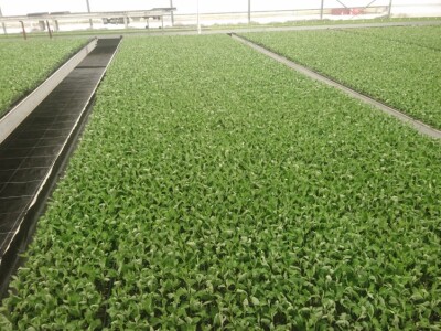 Presadnice krizantema