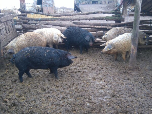 Mangulice i berkshire