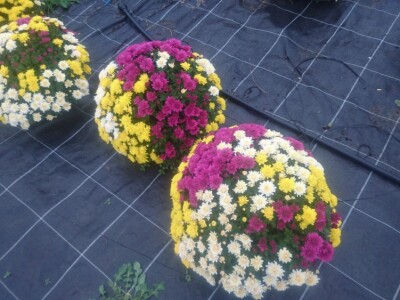 Presadnice krizantema