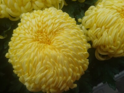 Presadnice krizantema