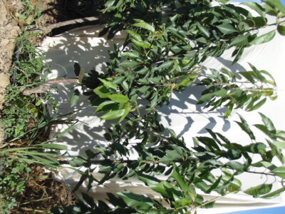 OPG Zlatan Kljaković Gašpić, sadnice trešanja, marelica i šljiva