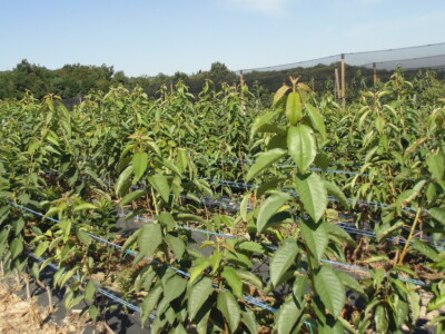 OPG Zlatan Kljaković Gašpić, sadnice trešanja, marelica i šljiva