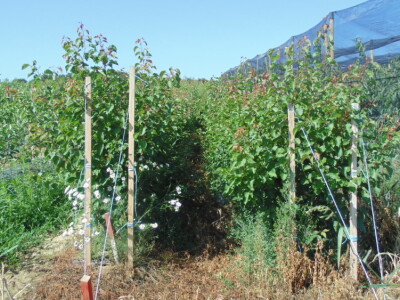 OPG Zlatan Kljaković Gašpić, sadnice trešanja, marelica i šljiva