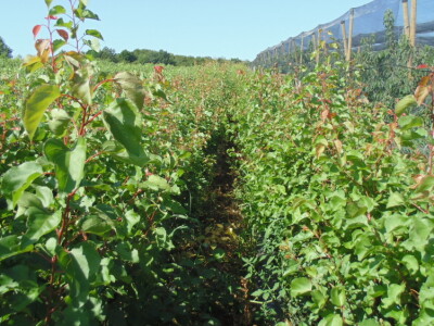 OPG Zlatan Kljaković Gašpić, sadnice trešanja, marelica i šljiva