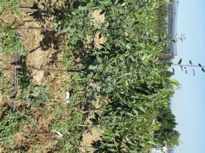 OPG Zlatan Kljaković Gašpić, sadnice trešanja, marelica i šljiva