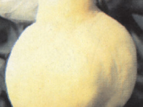 Dunja - Vranjska - sadnice