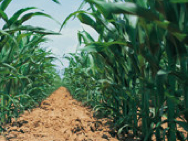 Duo Sistem® (Focus® Ultra)