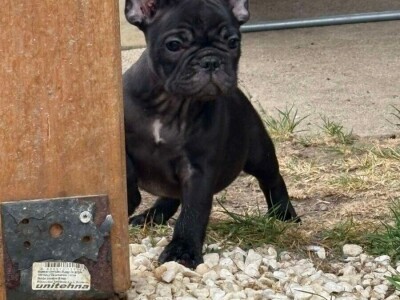 Dve ženke francuskog buldoga