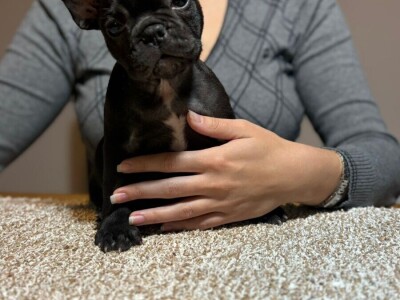 Dve ženke francuskog buldoga