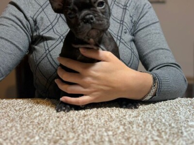 Dve ženke francuskog buldoga