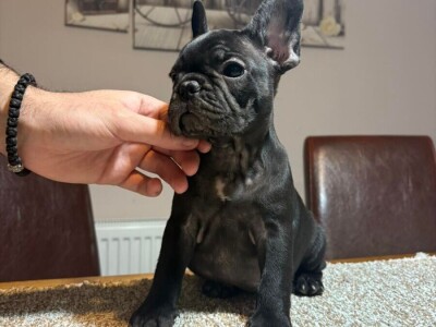 Dve ženke francuskog buldoga