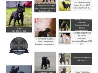 Dve ženke francuskog buldoga